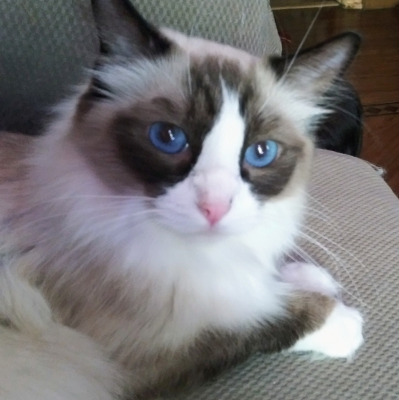 Meet your Posher, Jasmine - Picture 7 of 7